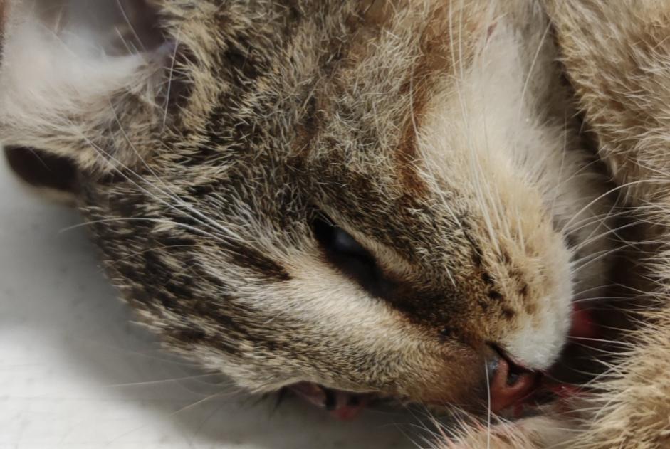 Discovery alert Cat miscegenation Female Rœulx France Discovery alert Cat miscegenation Female Rœulx France