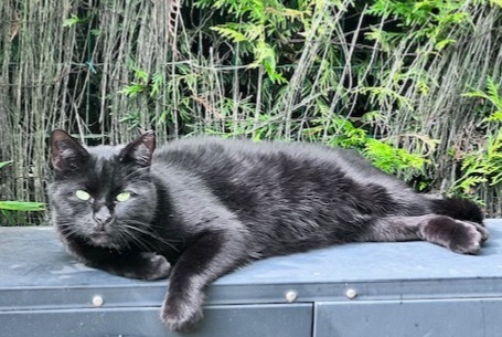 Disappearance alert Cat Male , 7 years La Chapelle-d'Armentières France Disappearance alert Cat Male , 7 years La Chapelle-d'Armentières France