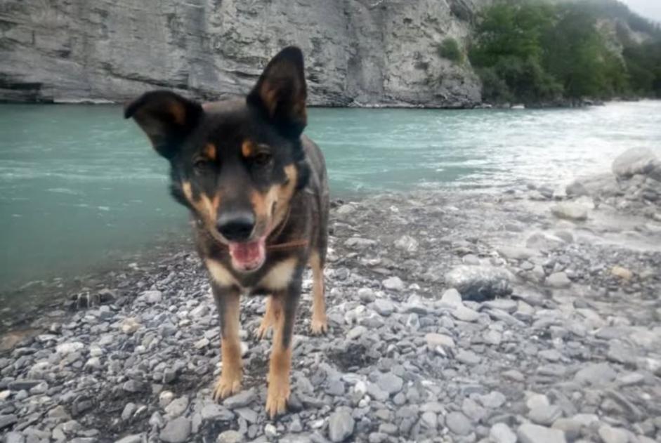 Alerta de Desaparición Perro cruce Macho , 10 años Strasbourg Francia Alerta de Desaparición Perro cruce Macho , 10 años Strasbourg Francia