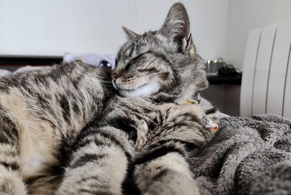 Alerte Disparition Chat Mâle , 9 ans Tulle France Alerte Disparition Chat Mâle , 9 ans Tulle France