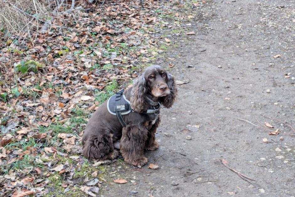 Alerte Disparition Chien Mâle , 11 ans Val de Briey France Alerte Disparition Chien Mâle , 11 ans Val de Briey France