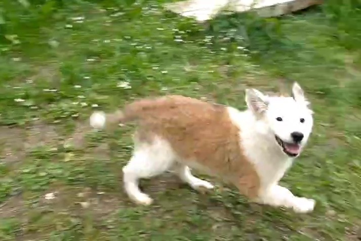 Avviso scomparsa Cane Femmina , 0 anni Crolles Francia Avviso scomparsa Cane Femmina , 0 anni Crolles Francia