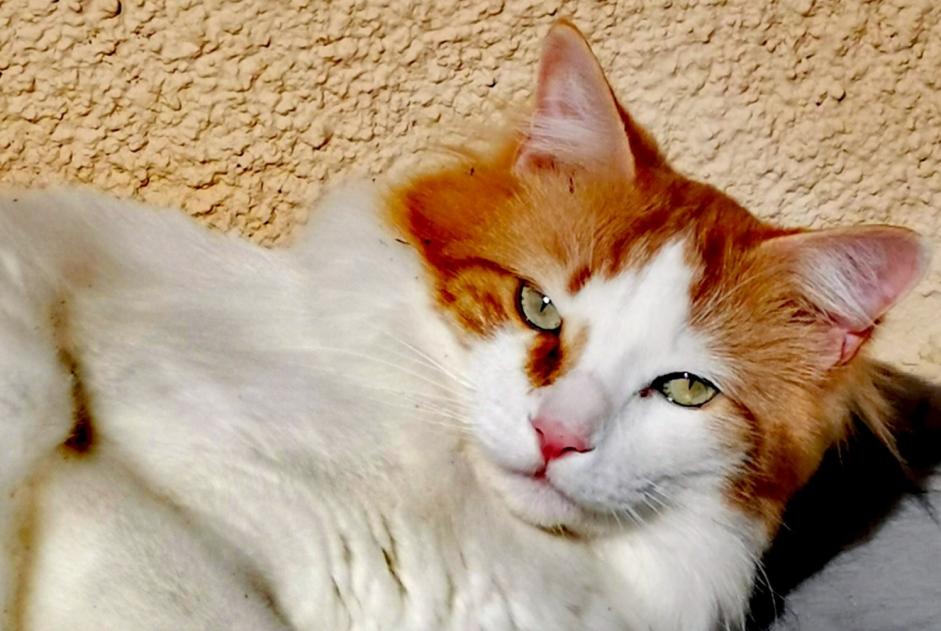 Avviso scomparsa Gatto incrocio di razze Maschio , 6 anni Chaville Francia Avviso scomparsa Gatto incrocio di razze Maschio , 6 anni Chaville Francia