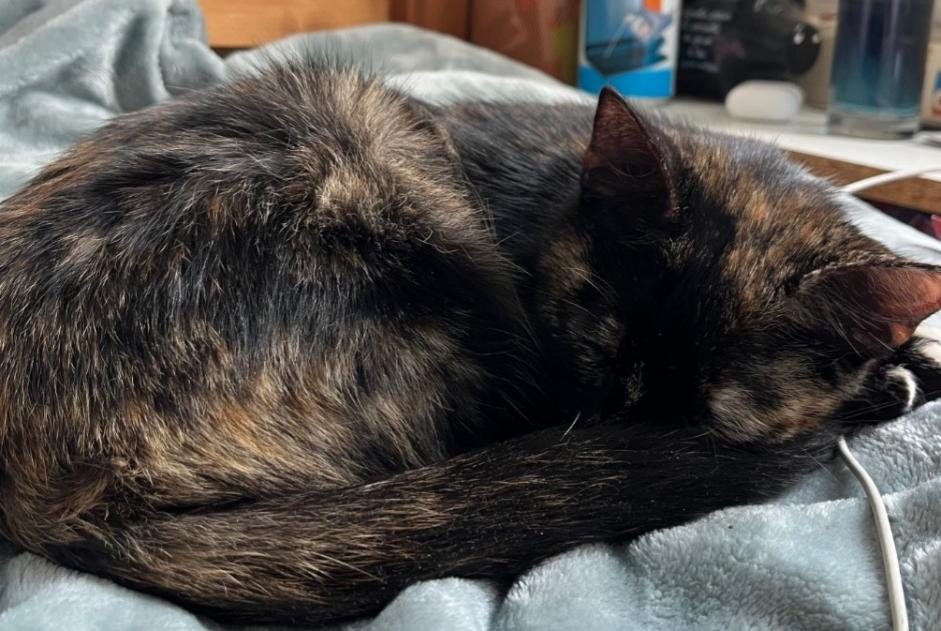 Avviso Ritrovamento Gatto Femmina Nanterre Francia Avviso Ritrovamento Gatto Femmina Nanterre Francia