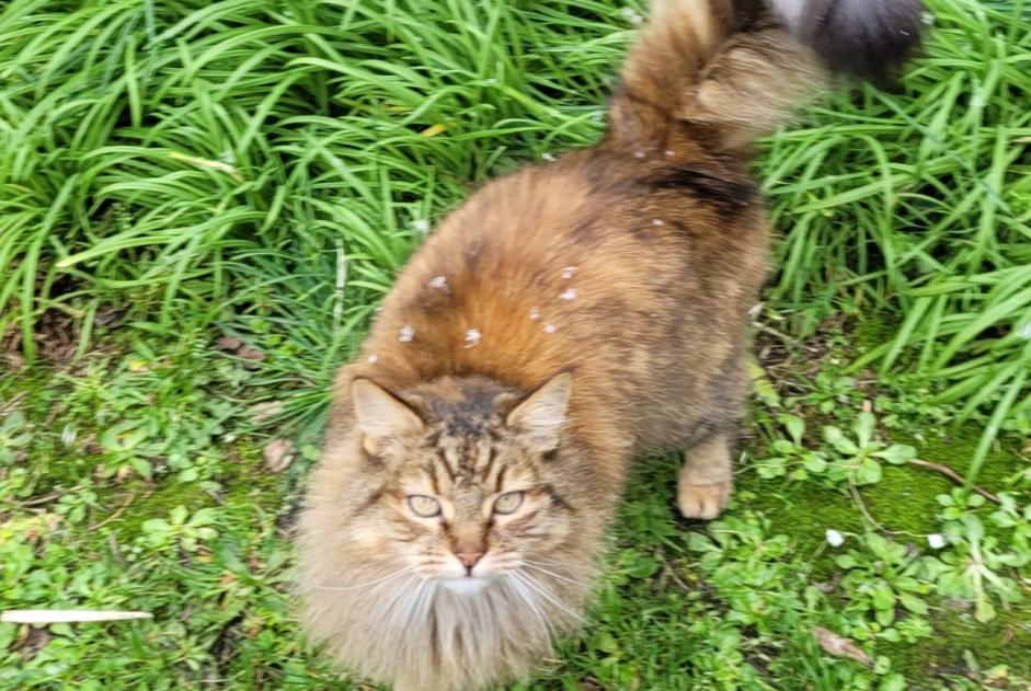 Alerta desaparecimento Gato Fêmea , 13 anos Lanildut France