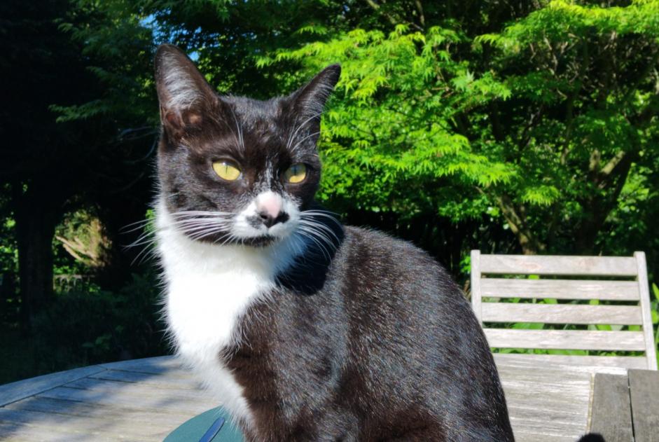 Alerta descoberta Gato Fêmea Saint-Junien France